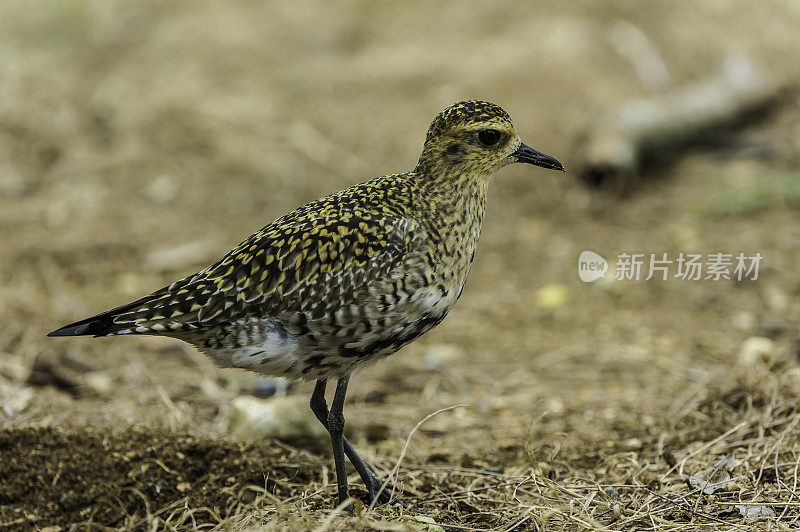 太平洋金鸻(Pluvialis fulva)是一种中型鸻。Papahānaumokuākea海洋国家纪念碑，中途岛，中途岛环礁，夏威夷群岛